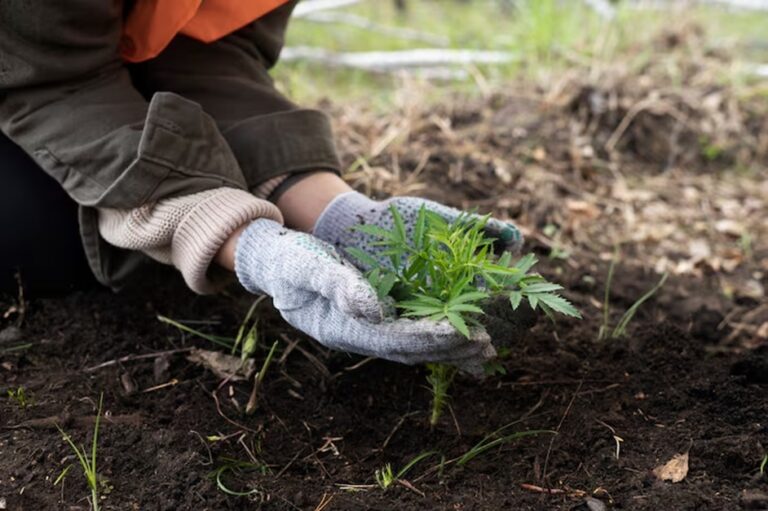 Seasonal Guide to Plant Grass Seeds