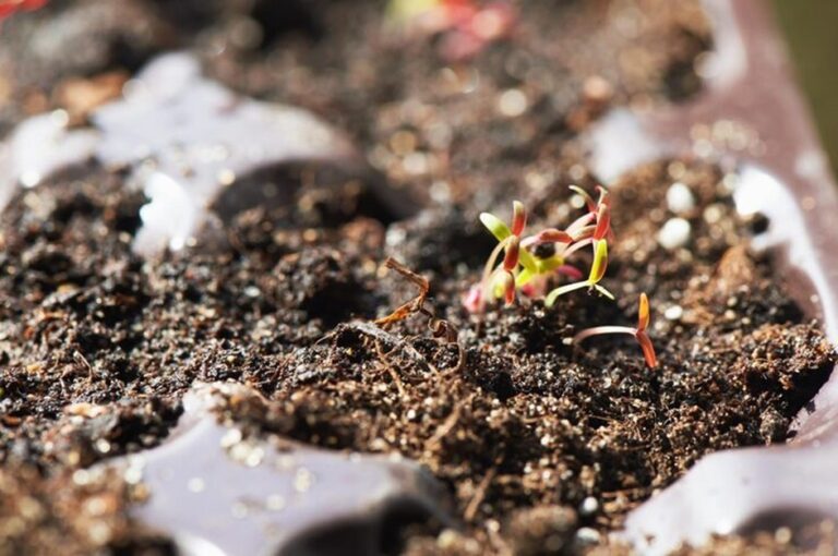 How to Easily Turn Yard Leaves Into Compost